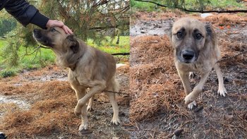 Zbiórka Połamany pies z łańcucha - miniaturka zdjęcia