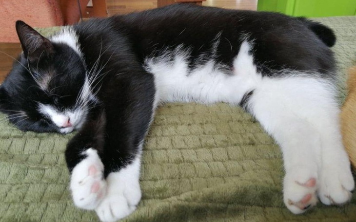 Zbiórka NIE POZWOLĘ MU UMRZEĆ Pomocy - zdjęcie główne