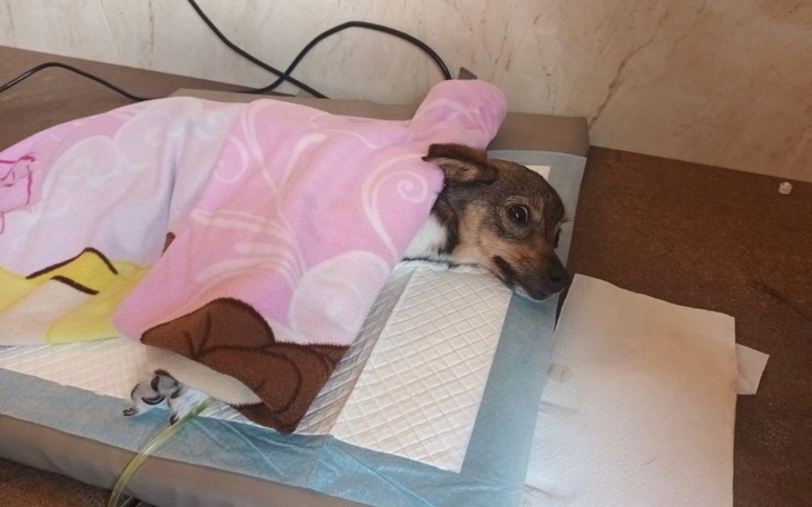 Zbiórka Na operacje Lunki w Gdańsku - zdjęcie główne