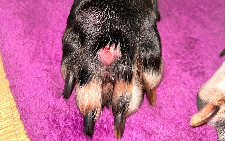 Zbiórka Zabieg dla gizma - zdjęcie główne