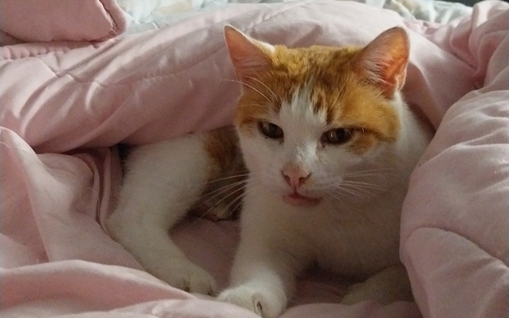 Zbiórka Operacja wątroby dla Karmelka - zdjęcie główne