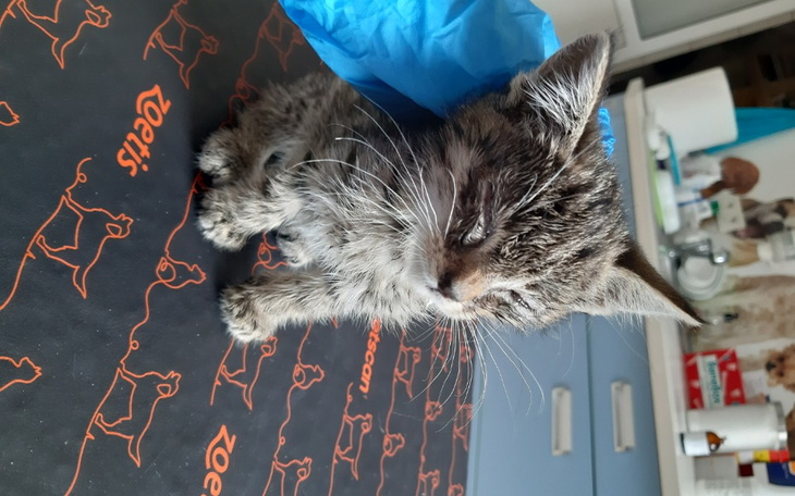 Zbiórka Kotki proszą o jedzonko. - zdjęcie główne