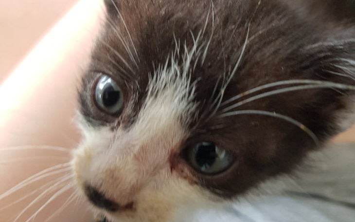 Zbiórka Kotki uratowane przed utopieniem - zdjęcie główne