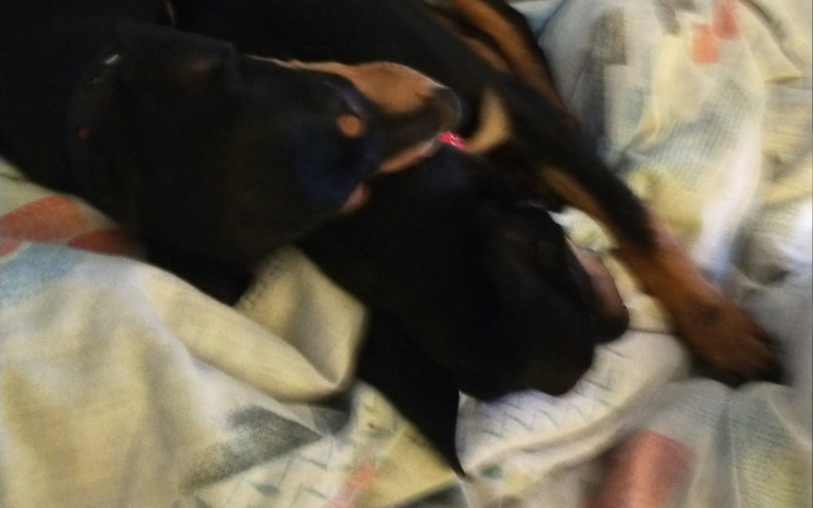 Zbiórka Dla pieska zbiórka dla Piek - zdjęcie główne