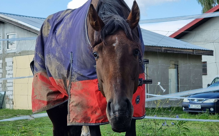 Zbiórka zbiórka dla naszej marysi - zdjęcie główne