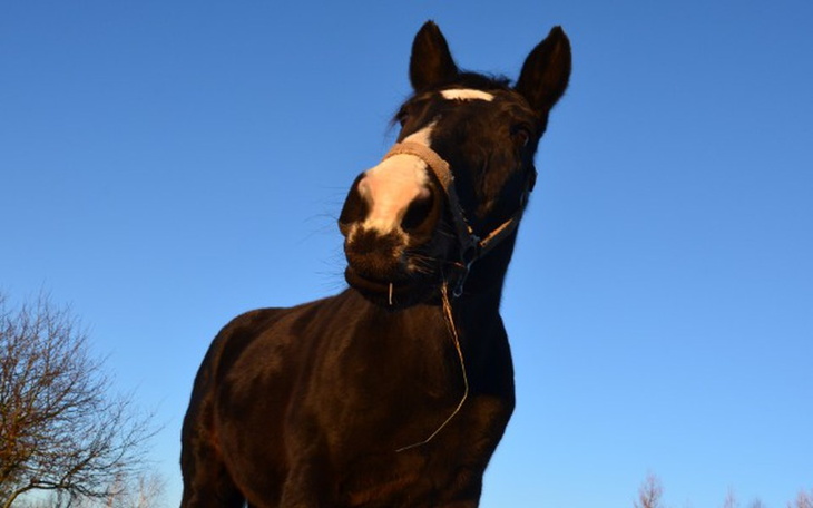 Zbiórka Skarbonka na leczenie Luizjany ! - zdjęcie główne