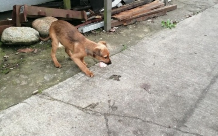 Zbiórka Daj szansę na dom, na transport - zdjęcie główne