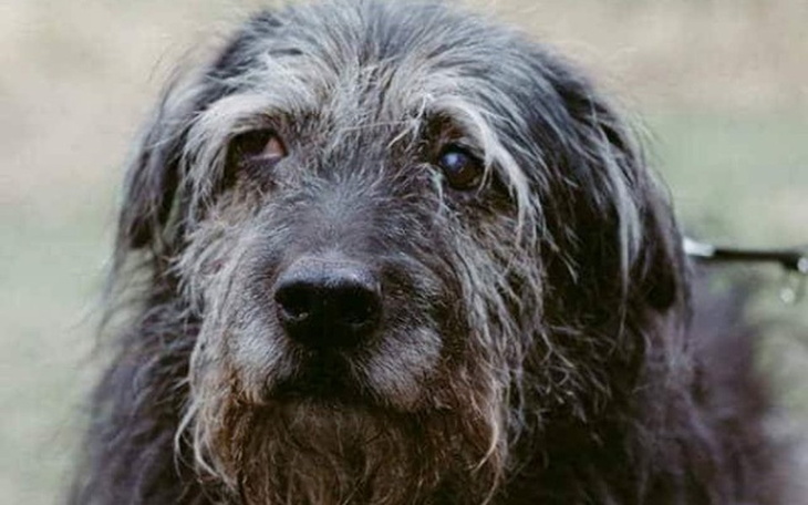 Zbiórka Facebook umiera - pomóż MU - zdjęcie główne