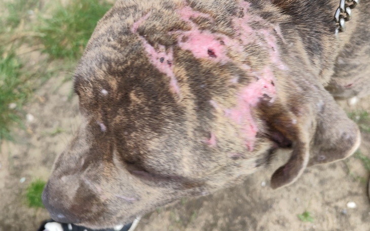 Zbiórka Nowe życie dla zapomnianych psów - zdjęcie główne