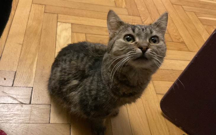 Zbiórka Uratować Pierniczka - zdjęcie główne