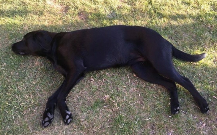 Zbiórka Operacja psinki - zdjęcie główne