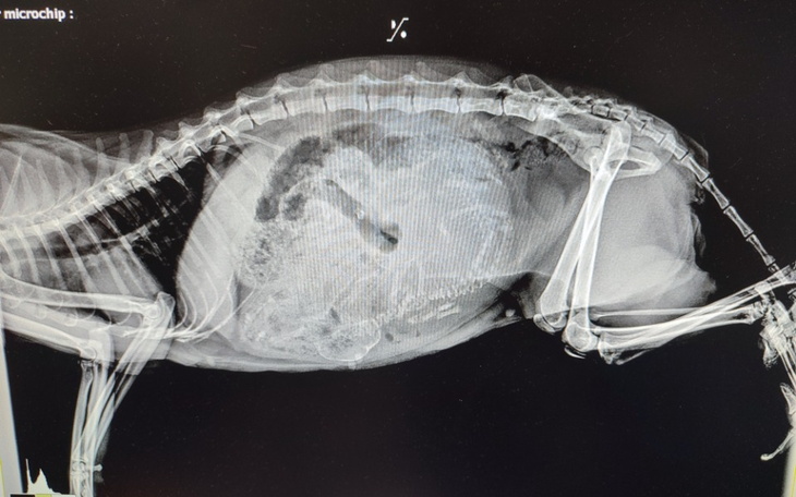 Zbiórka Tymczasy w potrzebie - zdjęcie główne