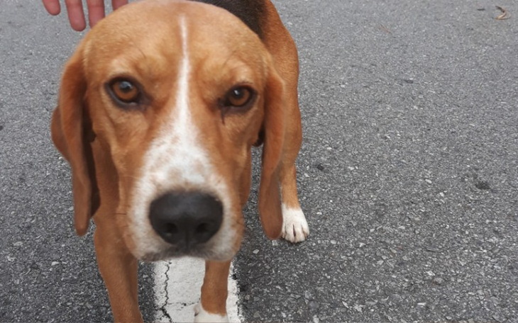 Zbiórka Wykupmy dom dla Sherlocka - zdjęcie główne