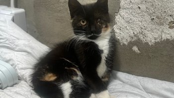 Zbiórka Za życie Piratki - miniaturka zdjęcia