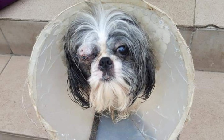 Zbiórka Pomoc dla życia Molly - zdjęcie główne