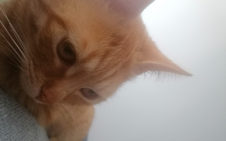 Zbiórka Głoduje, pomóż - zdjęcie główne