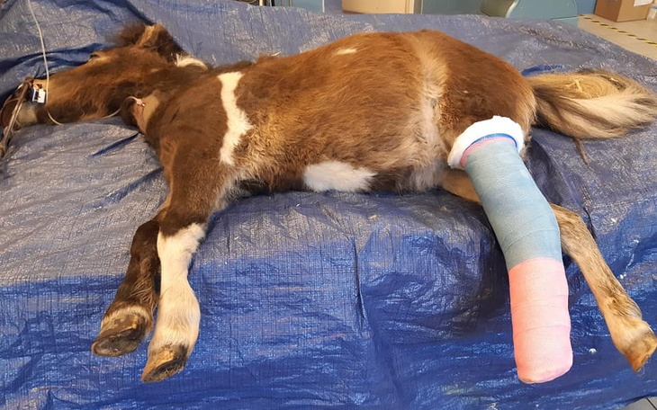 Zbiórka Mała Lucynka o wielkim serduchu - zdjęcie główne