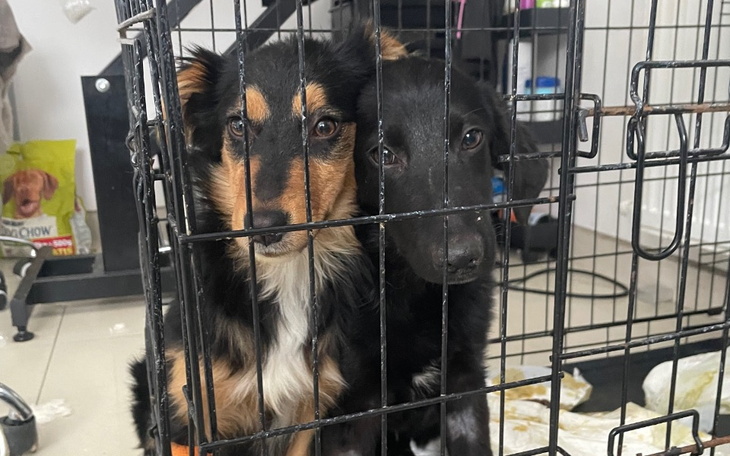 Dwa psy w klatce, wyglądające na przywiązane do siebie.