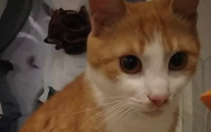 Zbiórka Pomagamy Felusiowi wygrać życie - zdjęcie główne