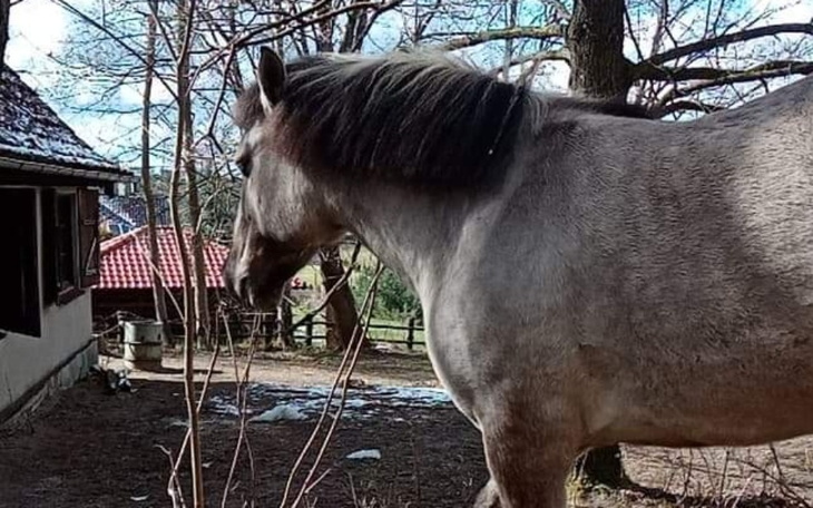 Zbiórka Na leczenie grubejkonia - zdjęcie główne