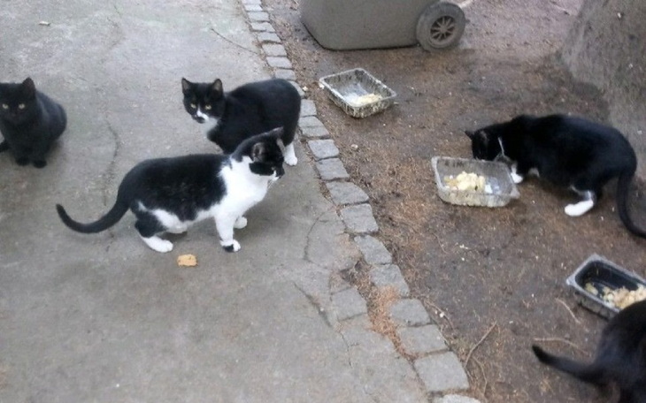 Zbiórka Kotki bezdomne - zdjęcie główne