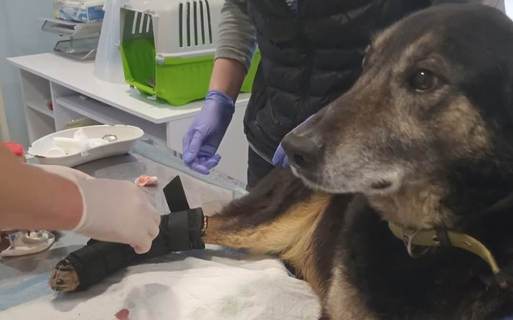 Pies w klinice weterynaryjnej, otrzymujący opiekę.