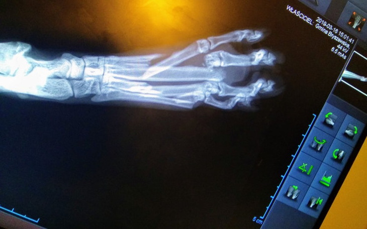 Zbiórka Operacja połamanej Kociej łapki - zdjęcie główne