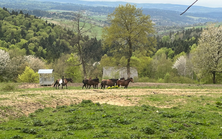 Zbiórka Na powrót do domu rodzinnego - zdjęcie główne
