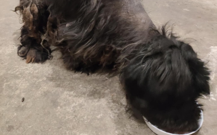 Pies jedzący z miski na brudnej podłodze.