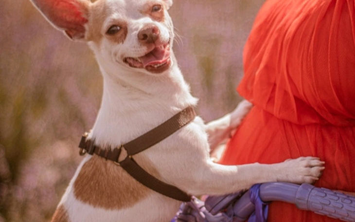 Zbiórka pilnieDlaOperację dla Psa Bingo - zdjęcie główne