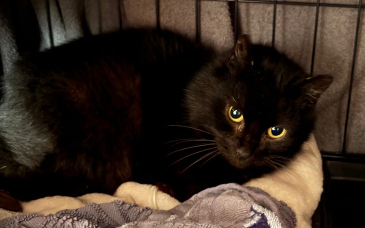 Czarny kot odpoczywający w przytulnym miejscu.