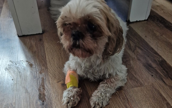 Zbiórka Ratujmy życie LIli - zdjęcie główne