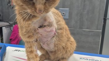 Zbiórka Amputacja łapki i leczeni Leosia - miniaturka zdjęcia