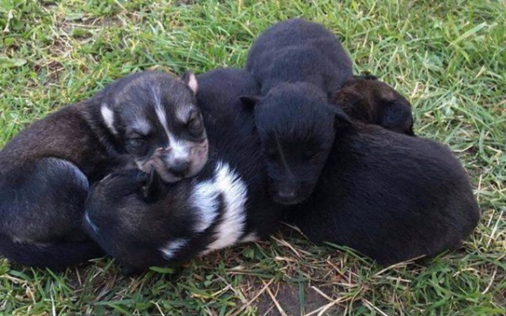 Cztery małe szczeniaki śpiące w kłębie na trawie.