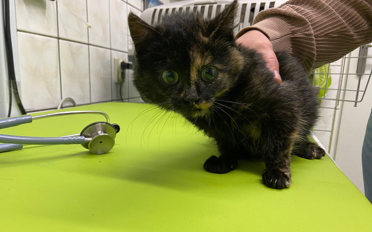 Mały kotek z dużymi oczami, na zielonym stole weterynaryjnym.