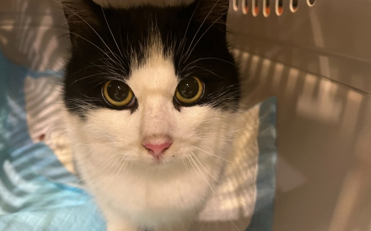 Czarnobiały kot z dużymi oczami w transporterze.