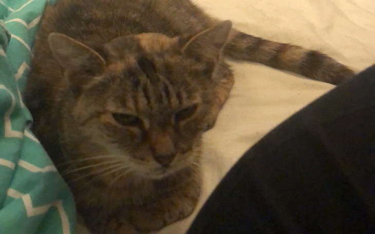 Zbiórka Uratuj moja kicie - zdjęcie główne