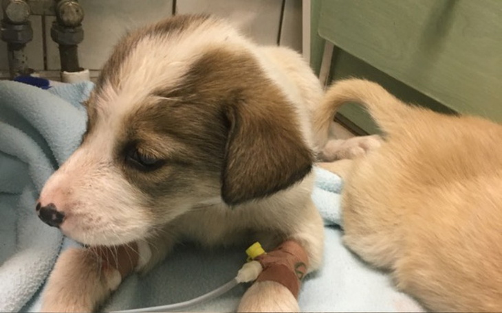 Zbiórka Skrajnie zaniedbane szczenięta - zdjęcie główne