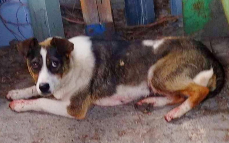 Zbiórka Łapki zdarte aż lala się krew - zdjęcie główne