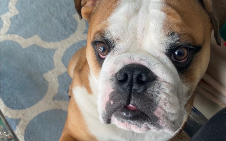 Zbiórka Operacja Tommyego - zdjęcie główne