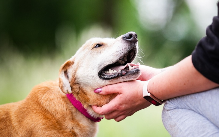 Szczęśliwy pies cieszy się z pieszczot.