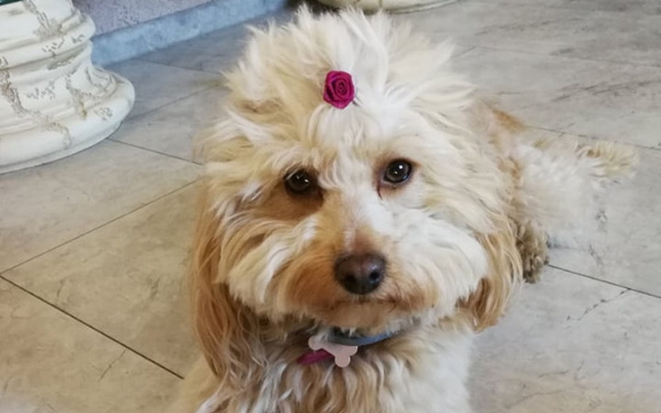 Zbiórka Rehabilitacja dla Yuki - zdjęcie główne