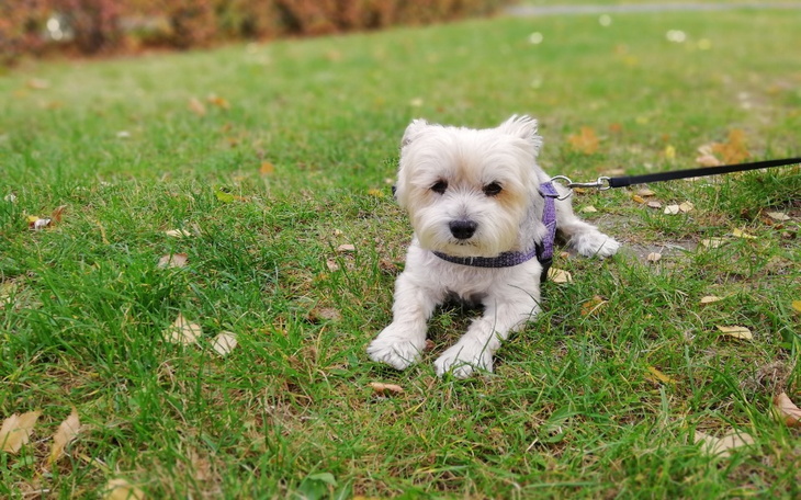 Zbiórka Leczenie Mikusia - zdjęcie główne