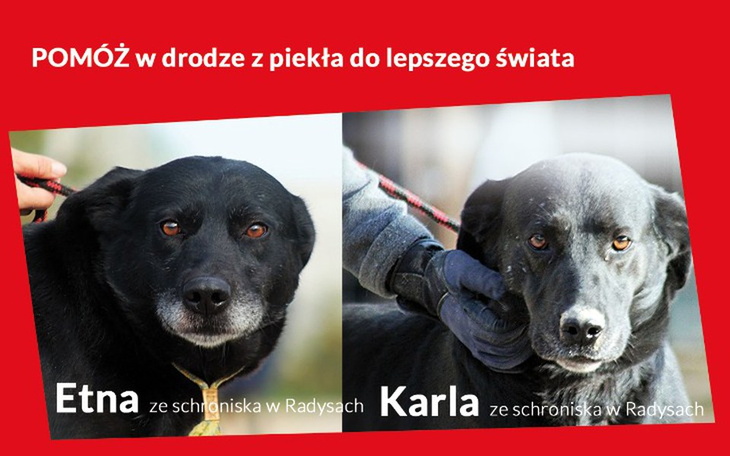 Zbiórka Chcemy wyrwać je z piekła - zdjęcie główne