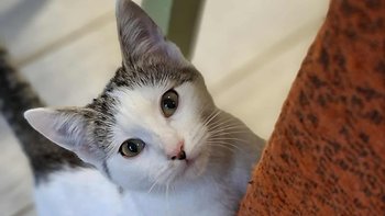 Zbiórka Na kastrację 3 kotek. - miniaturka zdjęcia