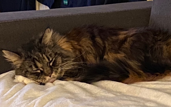 Zbiórka Pomóż Fali wyzdrowieć - zdjęcie główne