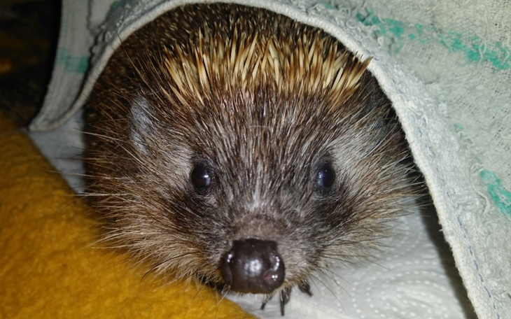 Zbiórka Hospicjum jeżowe Igliwiaka 3-22 - zdjęcie główne