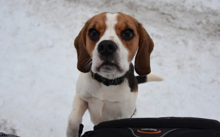 Zbiórka Beagle zbierają na karmę - zdjęcie główne