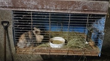 Zbiórka Drugie życie Mirabelki - miniaturka zdjęcia