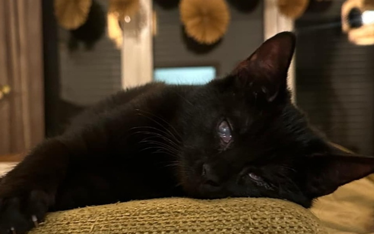 Czarny kotek leżący na poduszce, z zamkniętymi oczami.